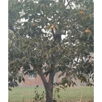 柿子樹(shù)-柿子樹(shù)供應(yīng)-柿子樹(shù)批發(fā)