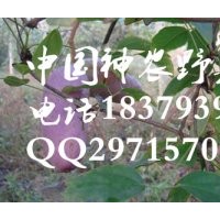 2016種什么最賺錢 特色水果種植 八月瓜種苗供應(yīng)