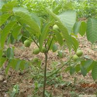 山西香玲核桃苗批發(fā)基地3元共苗