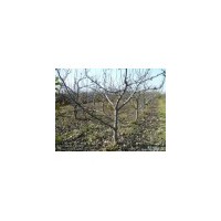 專業(yè)供應(yīng)《3-15公分蘋果樹》