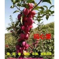 寒富，雞心果，GM256，龍豐蘋果，蘋果梨，山里紅，山丁子