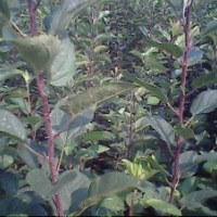 供應(yīng)5公分蘋果樹便宜