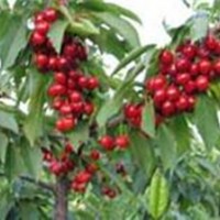 3公分櫻桃樹 4公分櫻桃樹 櫻桃樹價格 櫻桃樹批發(fā)