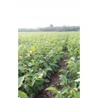 供應(yīng)優(yōu)質(zhì)核桃苗，哪里有核桃苗，優(yōu)質(zhì)核桃苗價(jià)格，