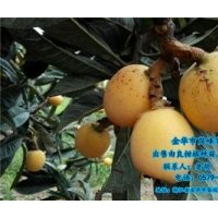 昭通由良柑橘種苗、崗峰農(nóng)場評價、由良柑橘種苗去哪買