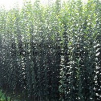 山東泰安0.3-0.5-1公分蘋果小苗批發(fā)價(jià)格