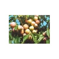 占地桃樹杏樹價(jià)格優(yōu)惠