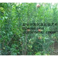 山東泰安0.5-1-2公分石榴苗批發(fā)價(jià)格