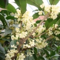 四季桂包郵、西藏四季桂、莎莎園藝(查看)