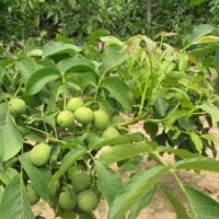 8518核桃苗木多少錢_南陽8518核桃苗木_洛林苗圃