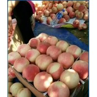 晚熟桃樹苗--國慶甜桃樹苗