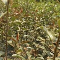 供應(yīng)梨樹苗 紅梨苗 早酥紅梨苗價(jià)格 滿天紅梨