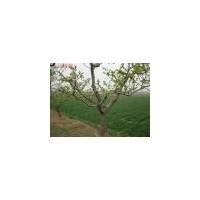 出售2公分以上杏樹山楂樹核桃樹