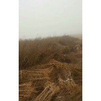 1公分河陰軟籽石榴樹苗