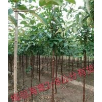 北美海棠占地苗、日照北美海棠、星衛(wèi)苗木(圖)