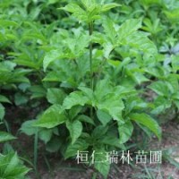遼寧刺五加苗、刺五加小苗、刺五加樹苗