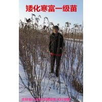 寒富，雞心果，GM256，龍豐蘋果，蘋果梨，松祥桃李，山丁子