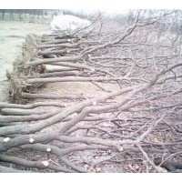 棗樹 山楂樹 櫻桃樹 桃樹