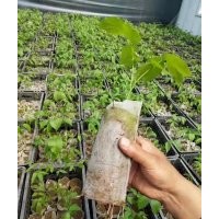 新8518核桃苗營養(yǎng)杯