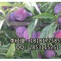 內(nèi)江茵紅李，內(nèi)江嫁接茵紅李，內(nèi)江茵紅李基地