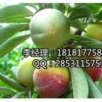 內(nèi)江半邊紅，內(nèi)江青脆李子苗，內(nèi)江清脆李子苗基地