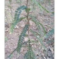 洛陽李鐵梁苗木、安順皂角刺、培植皂角刺