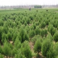 側(cè)柏_瀅涵苗木中心_側(cè)柏基地