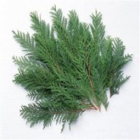 側(cè)柏行情,側(cè)柏,瀅涵苗木中心(多圖)