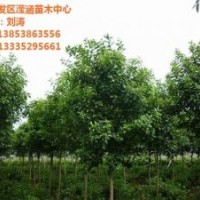 瀅涵苗木中心,大葉女貞,大葉女貞基地