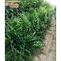 棣棠,瀅涵苗木中心,棣棠花期