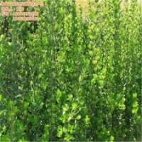 北海道黃楊扦插、北海道黃楊、瀅涵苗木中心(多圖)