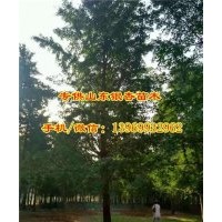 通園銀杏|銀杏樹價(jià)格|21公分銀杏樹價(jià)格