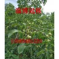 供應(yīng)新品種核桃苗 核桃苗培育基地 適合南方栽植的核桃苗