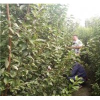 脆紅李樹苗，紅脆李苗，紅脆李樹苗