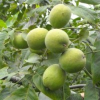 薄皮核桃苗喜溫 8518核桃苗結果早 量大優(yōu)惠