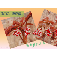 香椿樹苗，應(yīng)季香椿批發(fā)