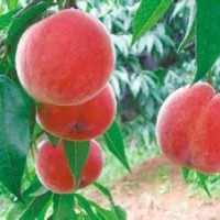 桃樹苗 水蜜桃樹苗 五月紅 美國蟠桃 新品種 盆栽樹苗 嫁接苗