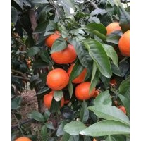 有核沃柑與無核沃柑苗種植要求 沃柑發(fā)展前景 沃柑苗基地