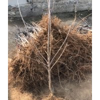 供應(yīng)山東煙臺櫻桃樹3cm地徑品種齊全