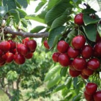 優(yōu)選紅燈、早大果、美早櫻桃苗