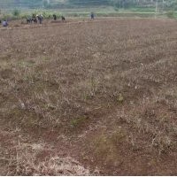 適合南方種植的棗樹苗，中秋酥脆棗