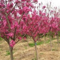 海棠苗品種-海棠苗-三木苗木種植專業(yè)合作社(查看)