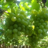 供應(yīng)維多利亞葡萄苗