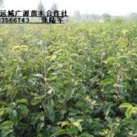 梨樹成品苗大量低價出售、1米以上梨樹成品苗大量供應