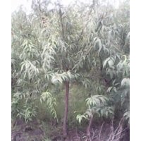 海棠苗山桃苗山杏苗多規(guī)格海棠、山桃山杏樹價(jià)格