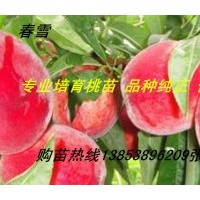 供應(yīng)桃苗 桃樹苗 水蜜桃苗 桃樹嫁接苗 占地桃樹苗 山東桃樹苗價(jià)