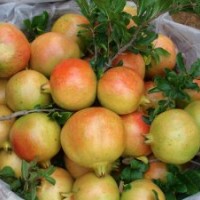 大量供應(yīng)石榴樹、石榴樹盆景、盆栽石榴樹