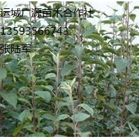 大量蘋果苗低價出售、1米以上蘋果苗大量供應