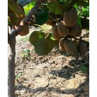 常年供銷獼猴桃實(shí)生苗嫁接苗結(jié)果樹盆景泰山1號(hào)等9元