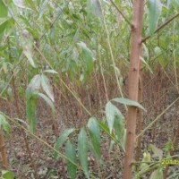 批量供應(yīng)桃樹苗 新品種豐產(chǎn)早熟桃樹苗 嫁接果樹苗 常年供應(yīng)